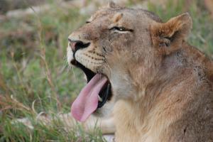 Yawn! Kruger National Park - Sabi Sabi Game Reserve