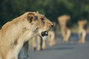 Great shot captured by Dave of the lions in the road...
